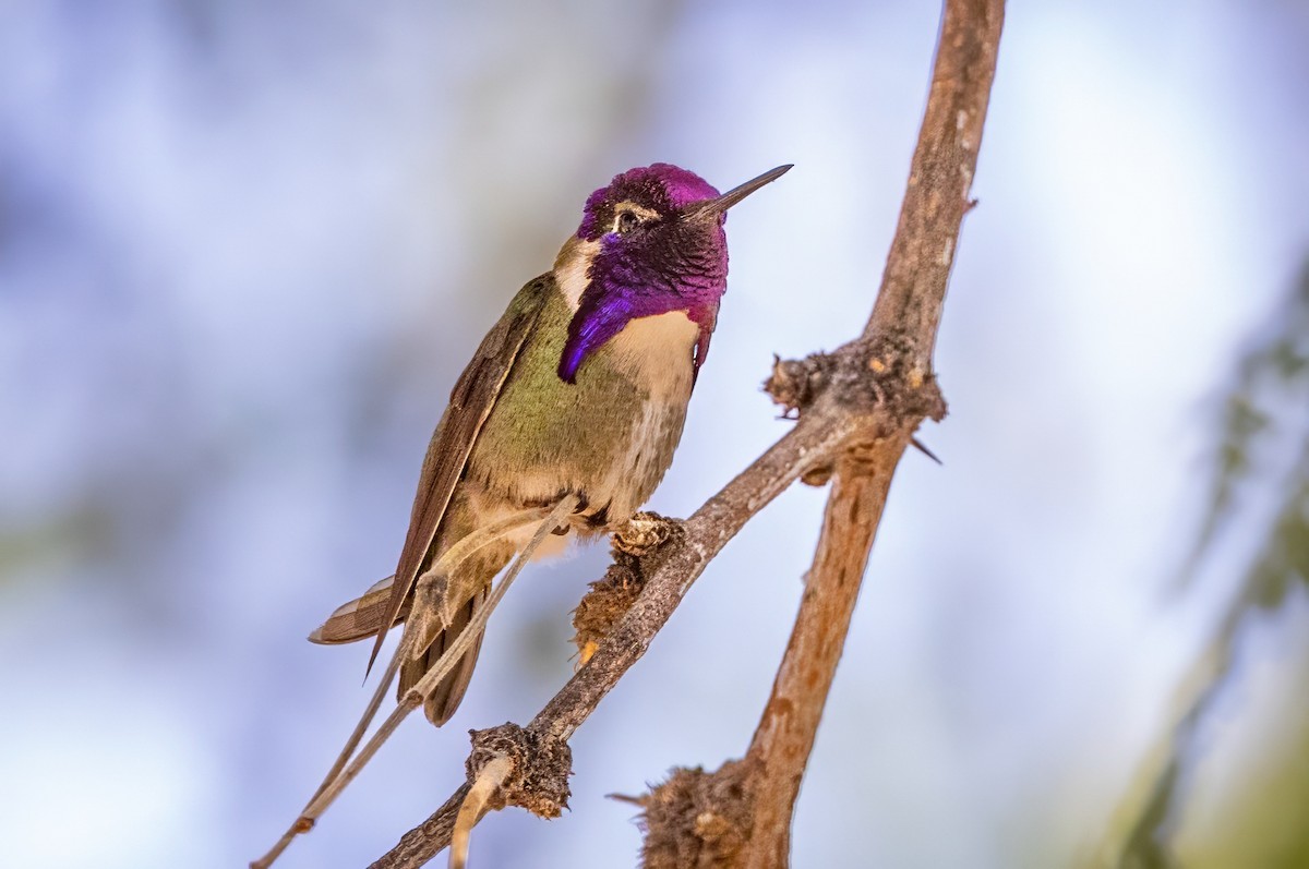 Costa's Hummingbird - ML620008175