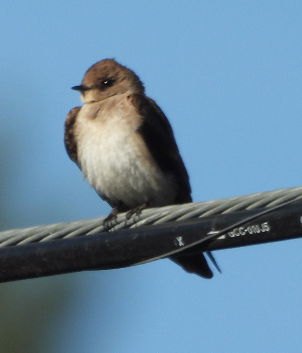 Northern Rough-winged Swallow - ML620008176