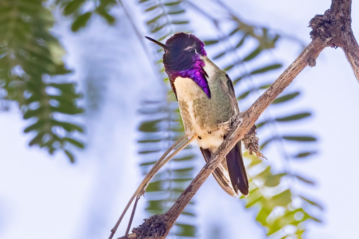 Costa's Hummingbird - ML620008181