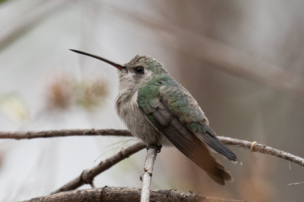 Broad-billed Hummingbird - ML620008182