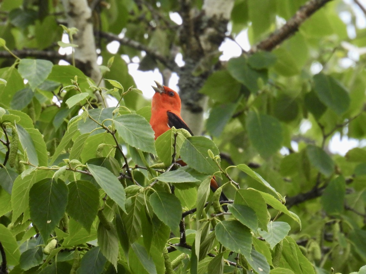 Scarlet Tanager - ML620008197