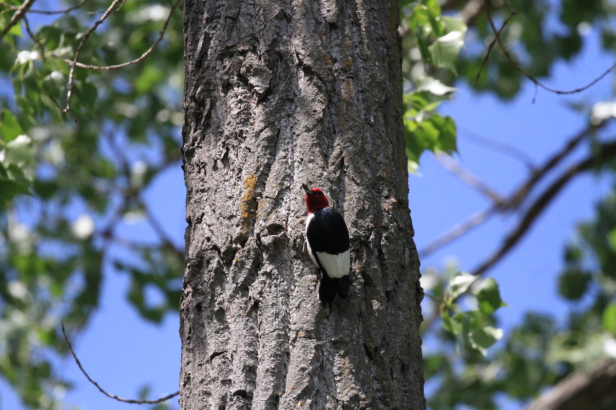 Red-headed Woodpecker - ML620008199