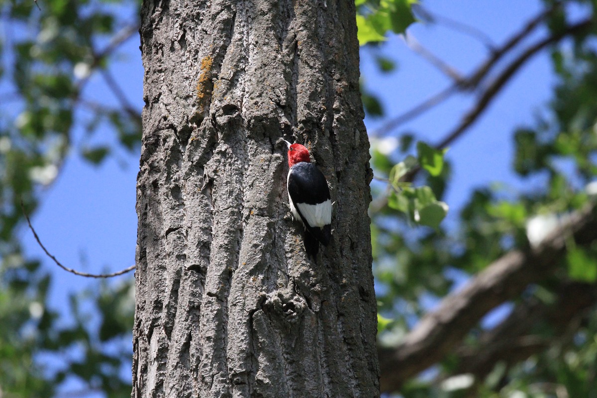 Red-headed Woodpecker - ML620008200