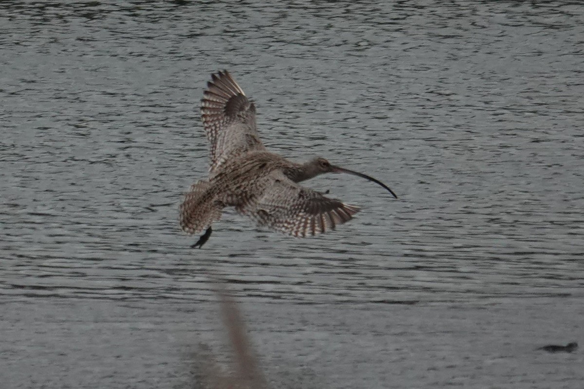 Zarapito Siberiano - ML620008202