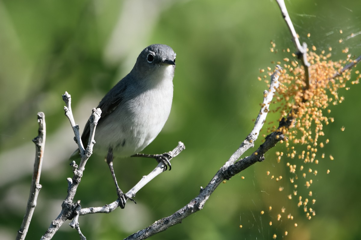 Blue-gray Gnatcatcher - ML620008213