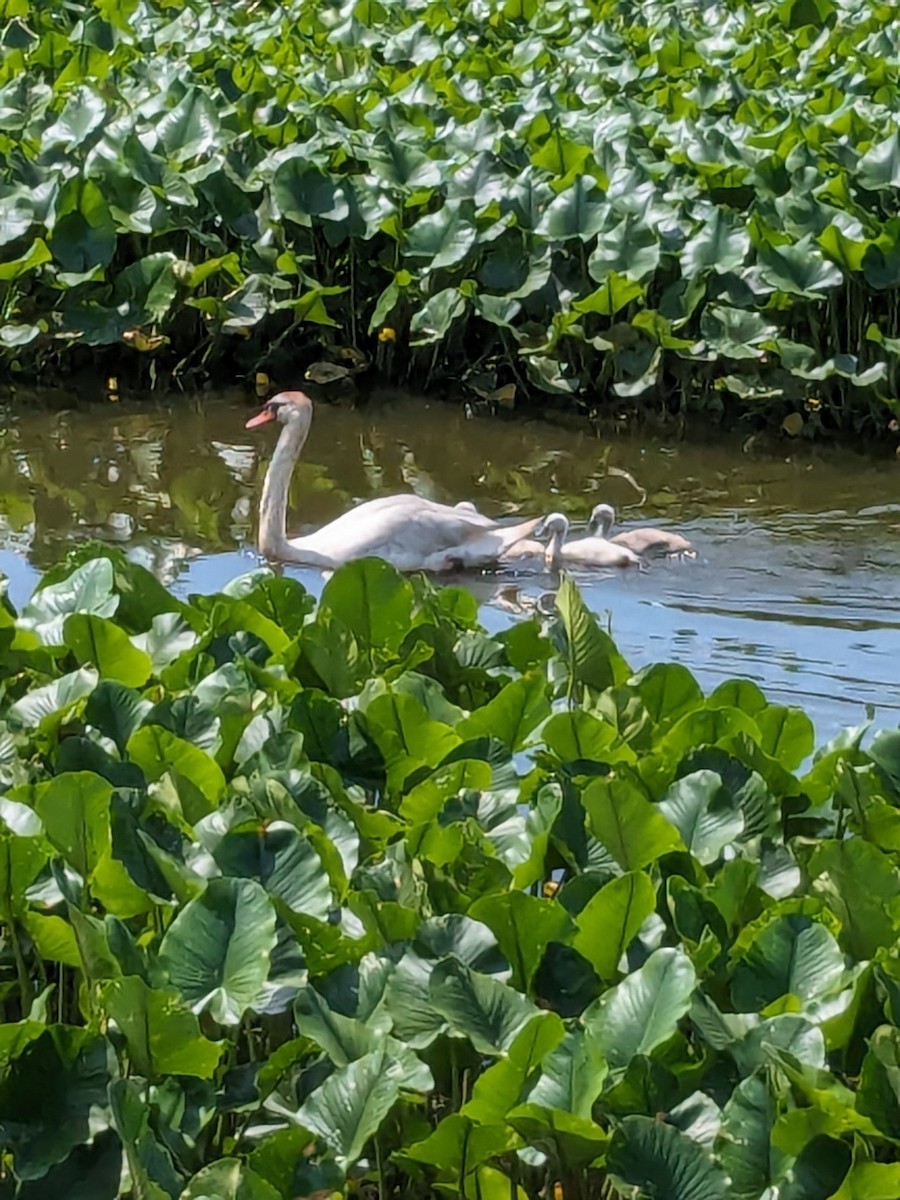 Cygne tuberculé - ML620008214