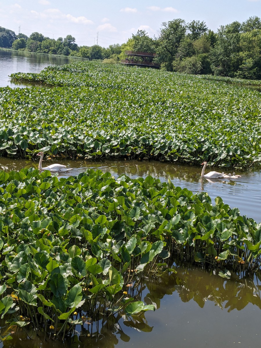 Cygne tuberculé - ML620008215