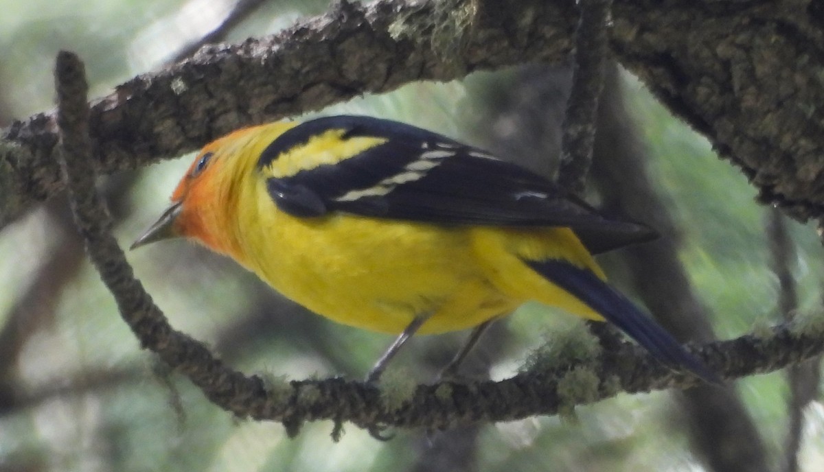 Western Tanager - ML620008216