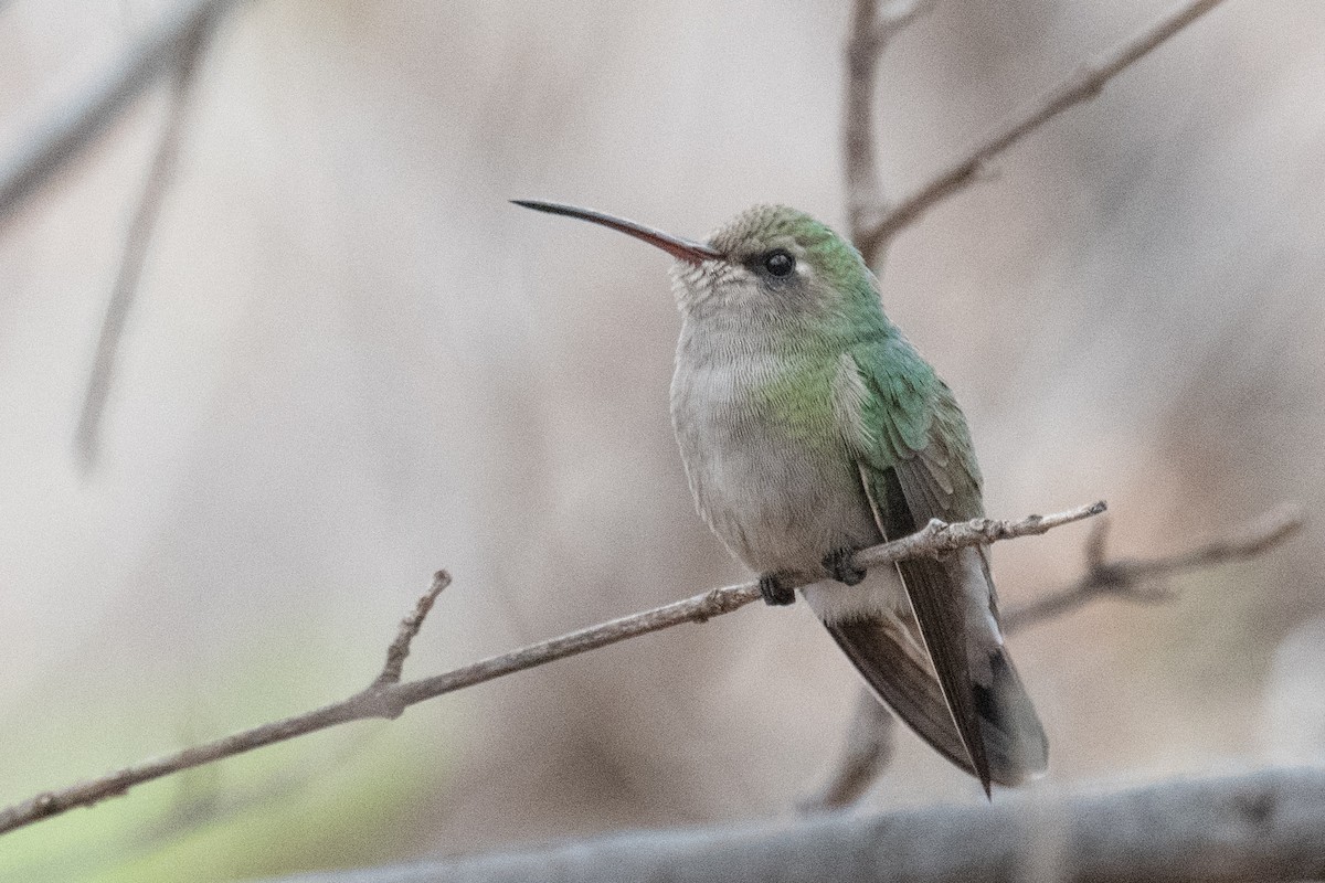 Broad-billed Hummingbird - ML620008233
