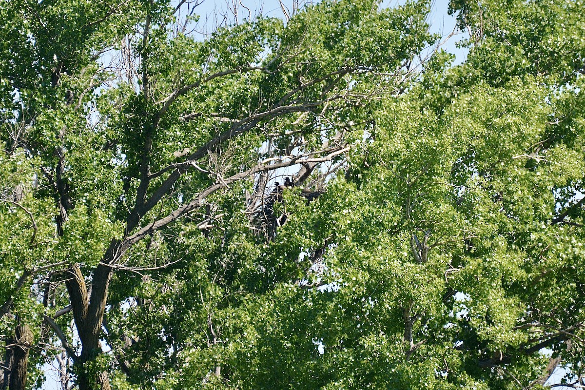 Weißkopf-Seeadler - ML620008234