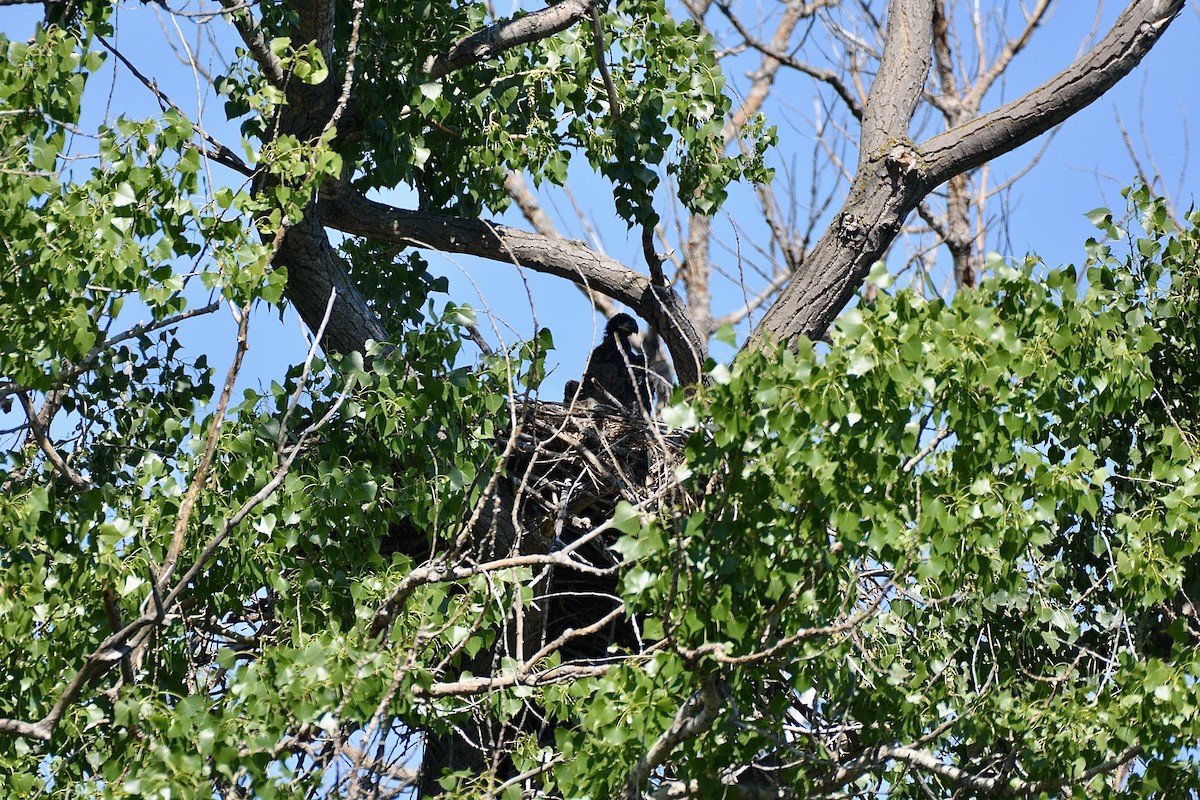 Weißkopf-Seeadler - ML620008235