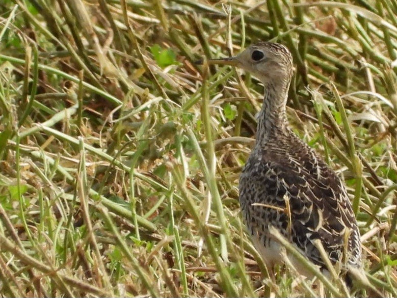 Upland Sandpiper - ML620008238