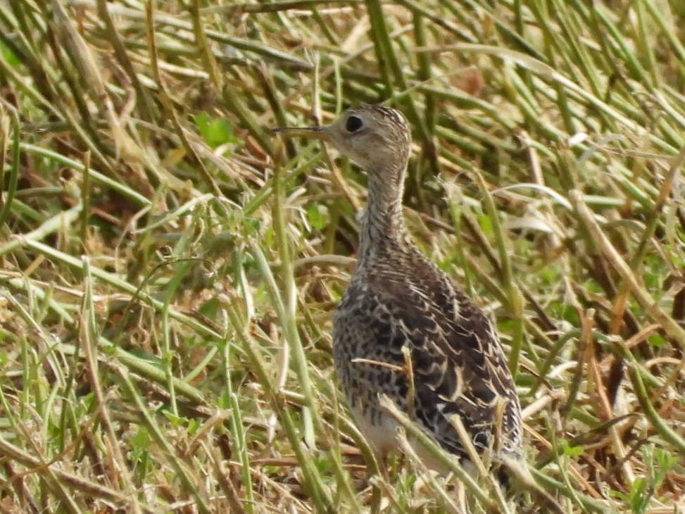 Upland Sandpiper - ML620008239