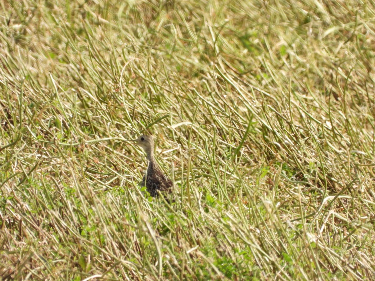 Upland Sandpiper - ML620008240