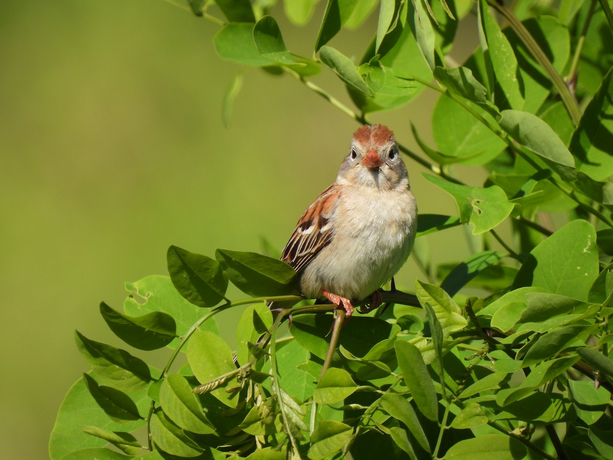 Field Sparrow - ML620008244