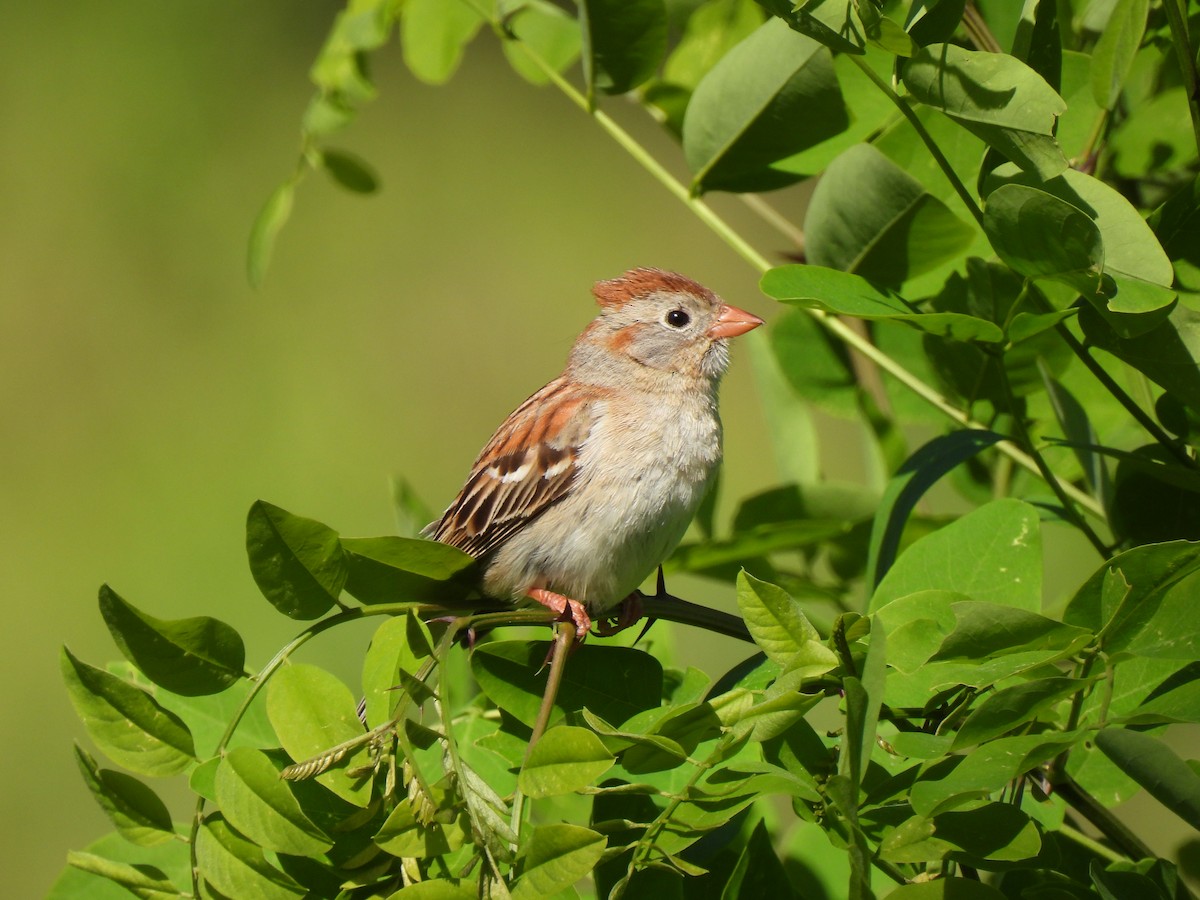 Field Sparrow - ML620008245