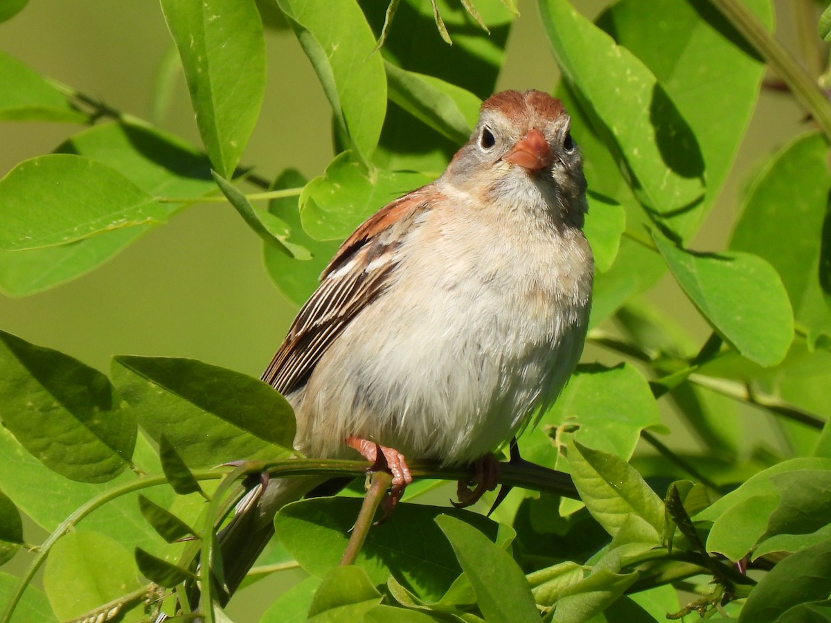 Field Sparrow - ML620008246