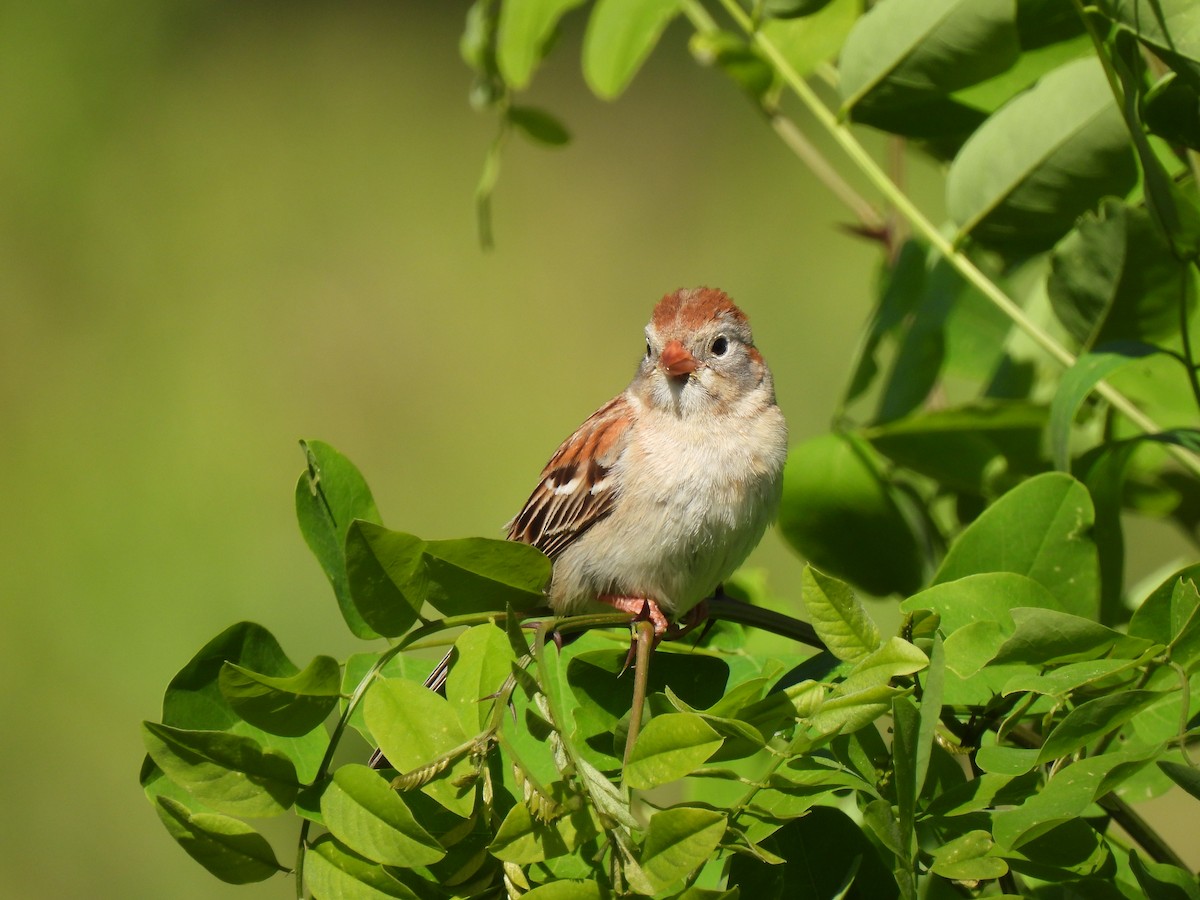 Field Sparrow - ML620008247
