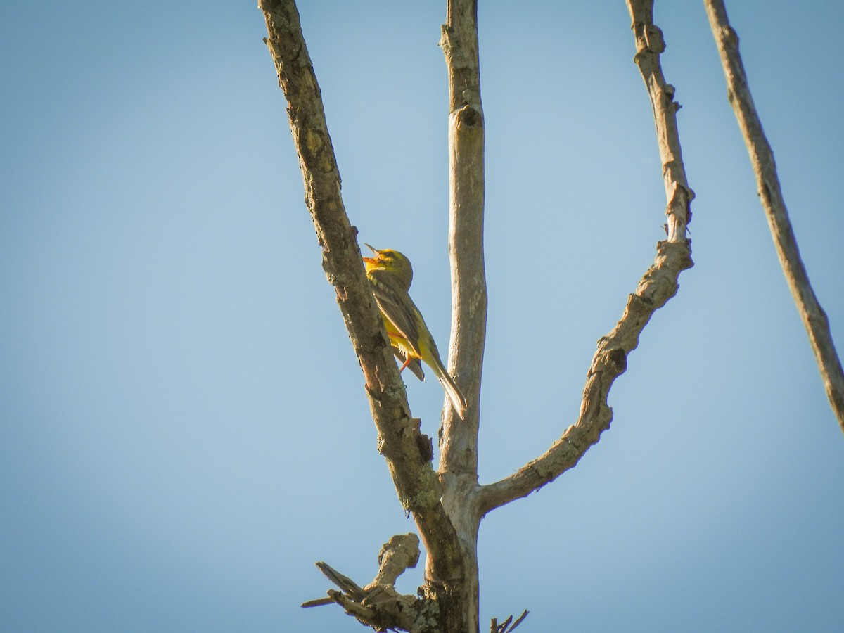 Prairie Warbler - ML620008253