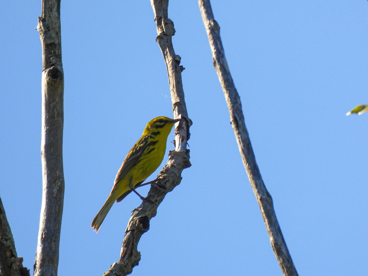 Paruline des prés - ML620008254