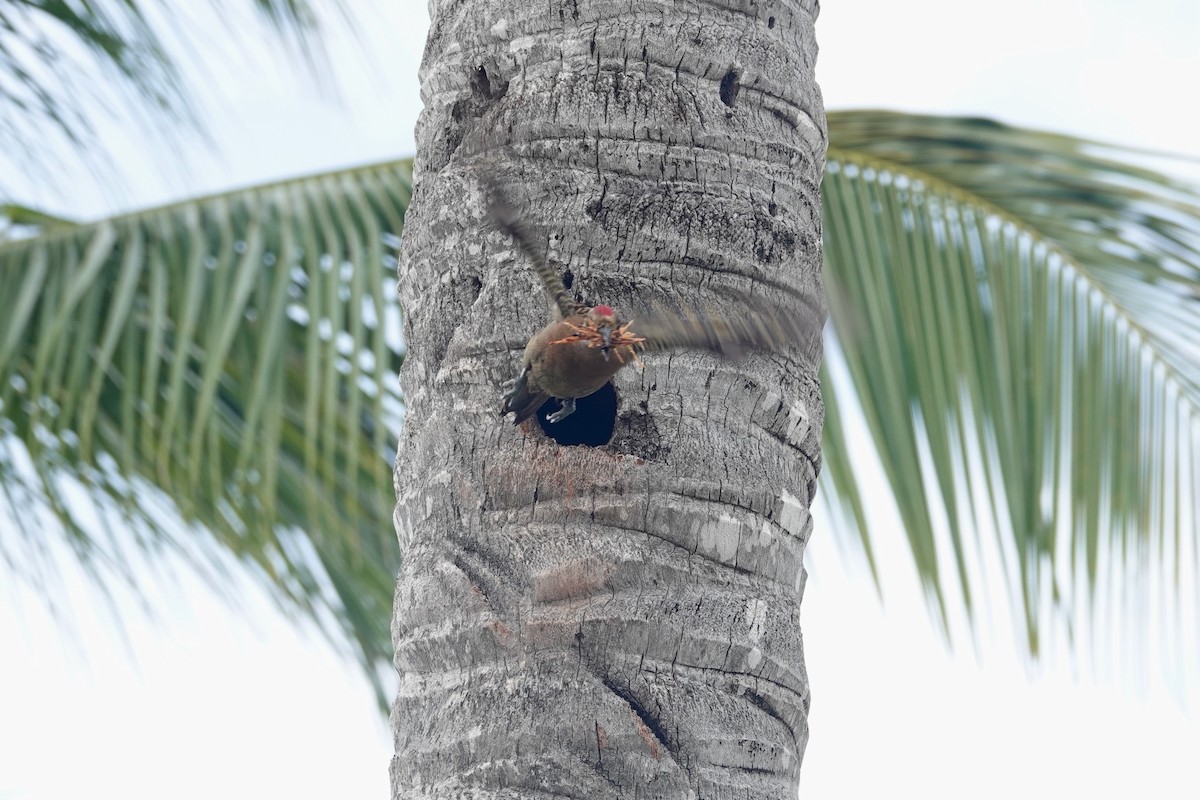 Hispaniolan Woodpecker - ML620008258