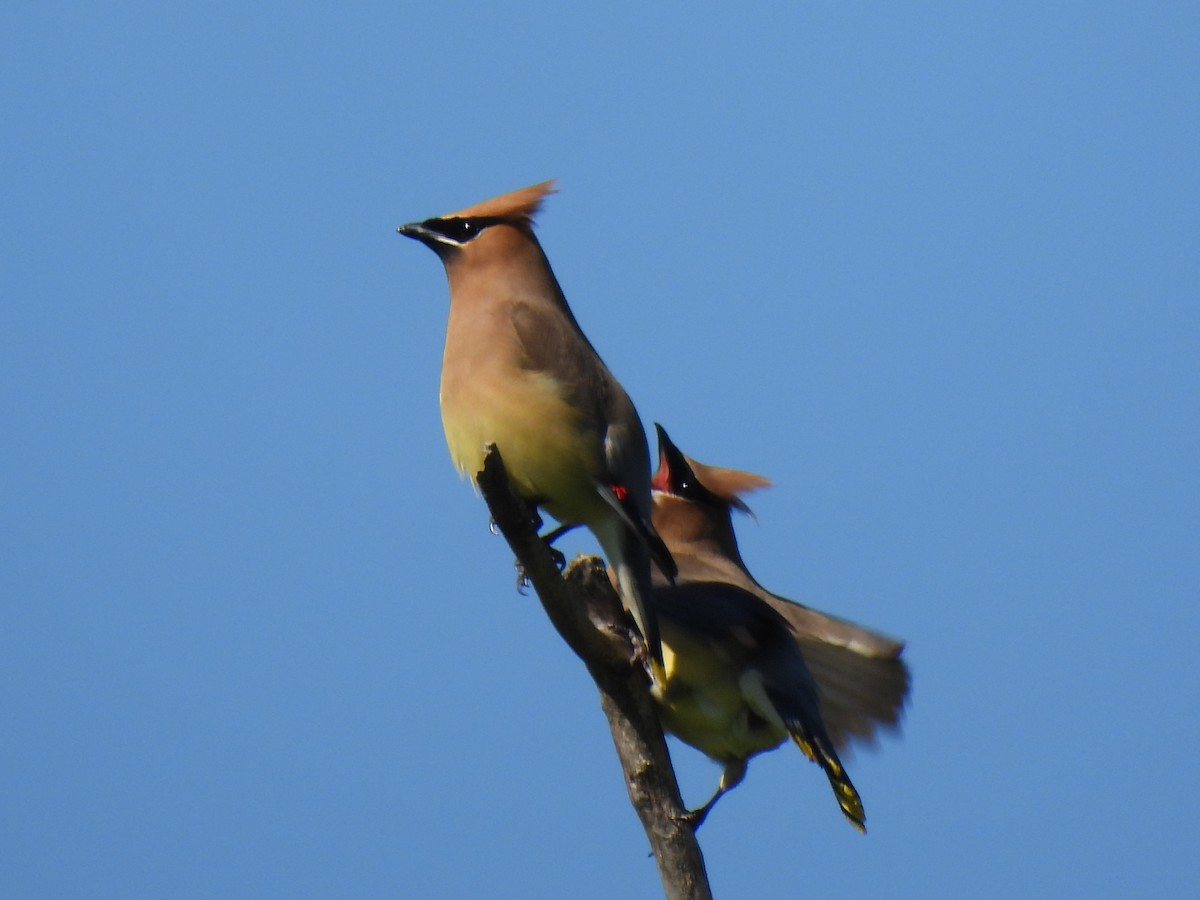 Cedar Waxwing - ML620008262