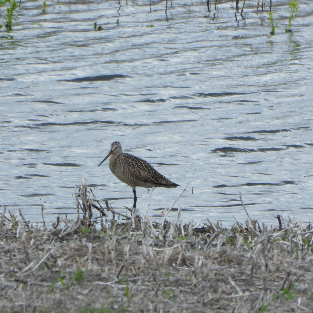 Marbled Godwit - ML620008264