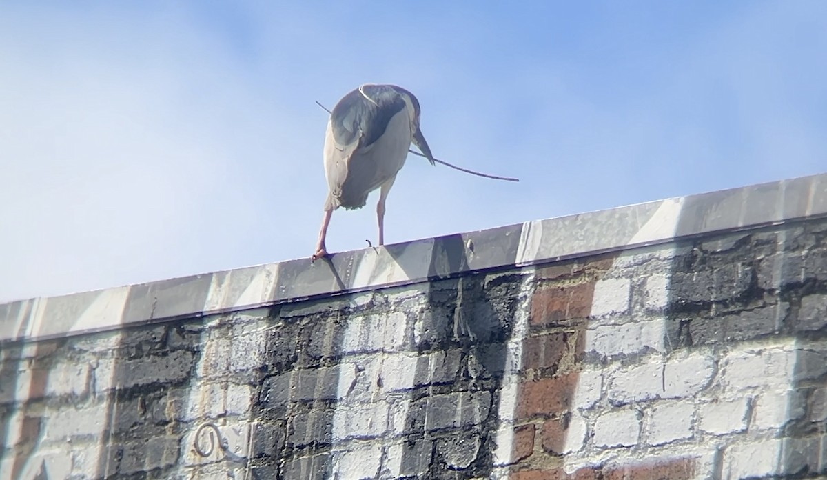 Black-crowned Night Heron - ML620008275