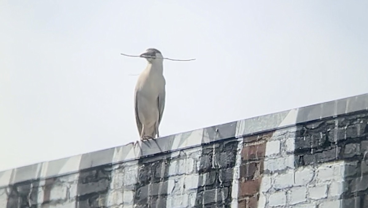 Black-crowned Night Heron - ML620008276