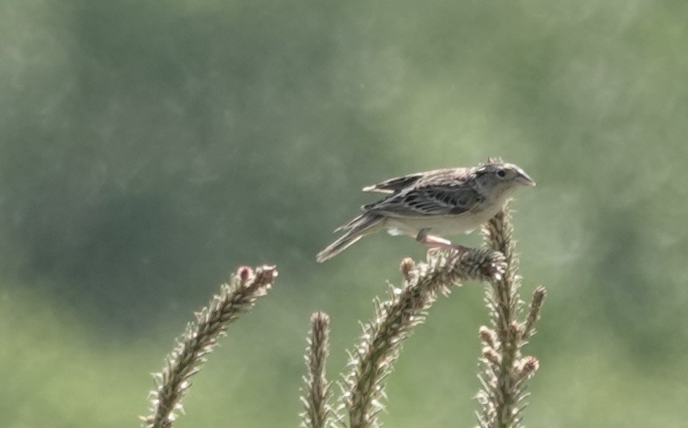 Grasshopper Sparrow - ML620008278