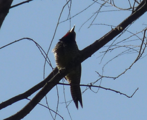 Black-necked Woodpecker - ML620008279