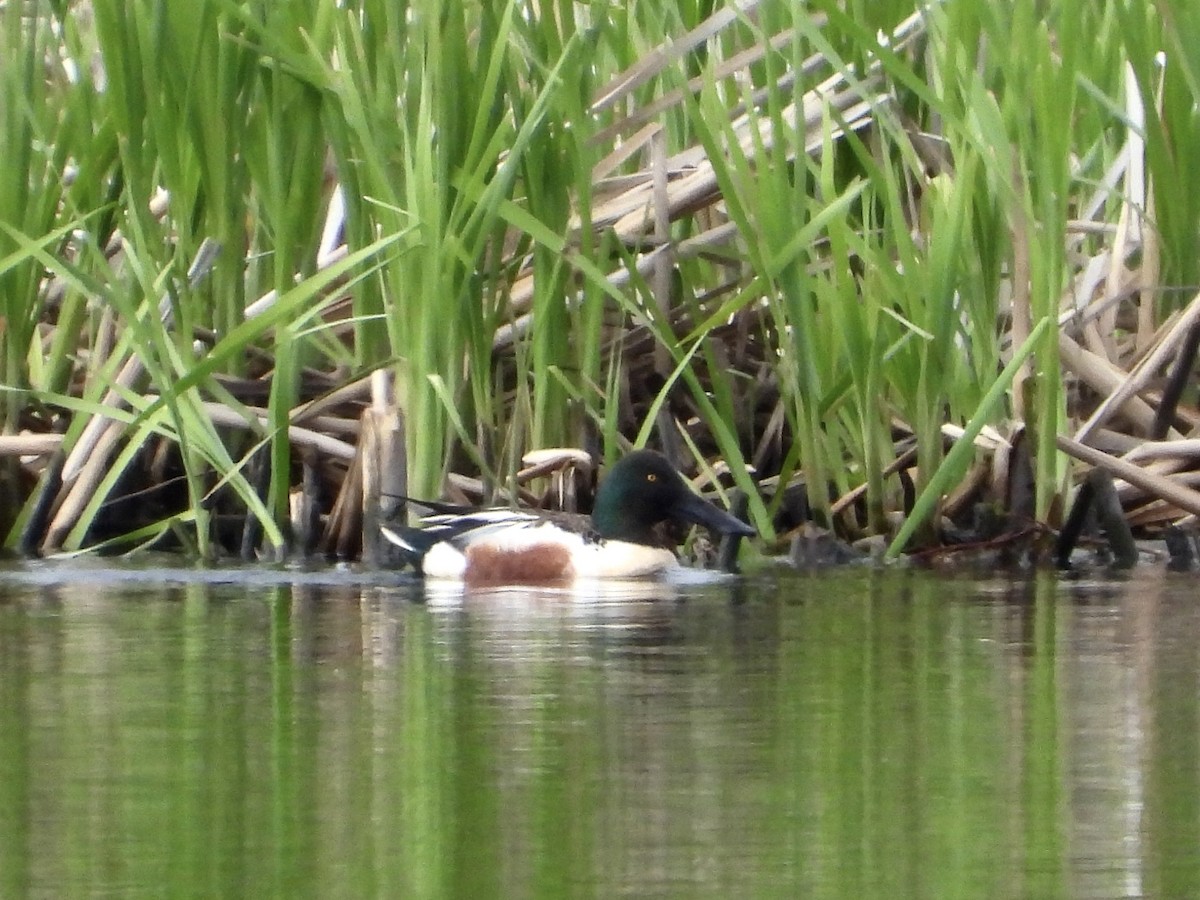 Northern Shoveler - ML620008280