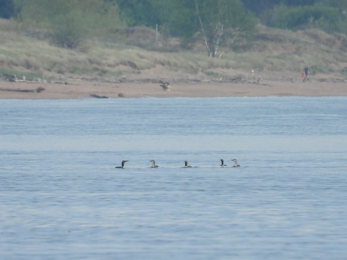 Red-throated Loon - ML620008287