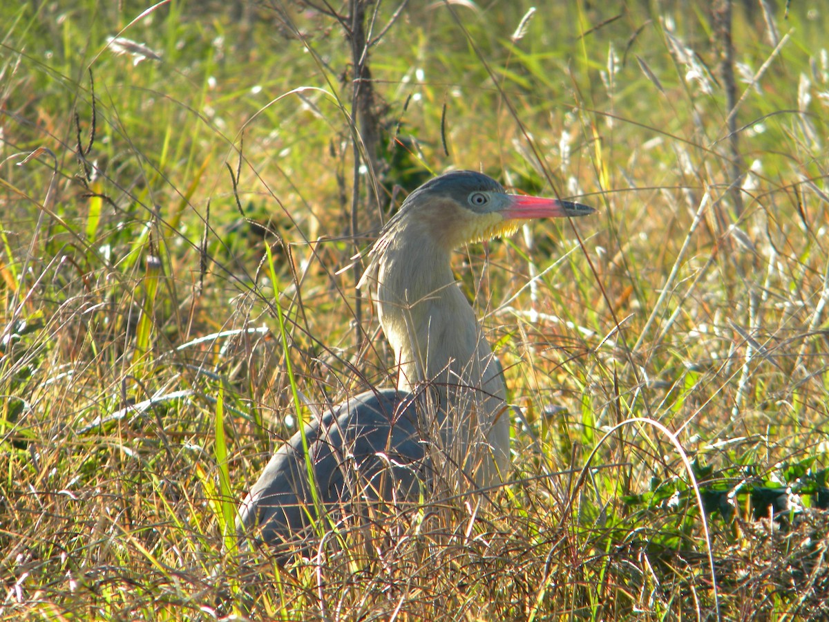 Garza Chiflona - ML620008292