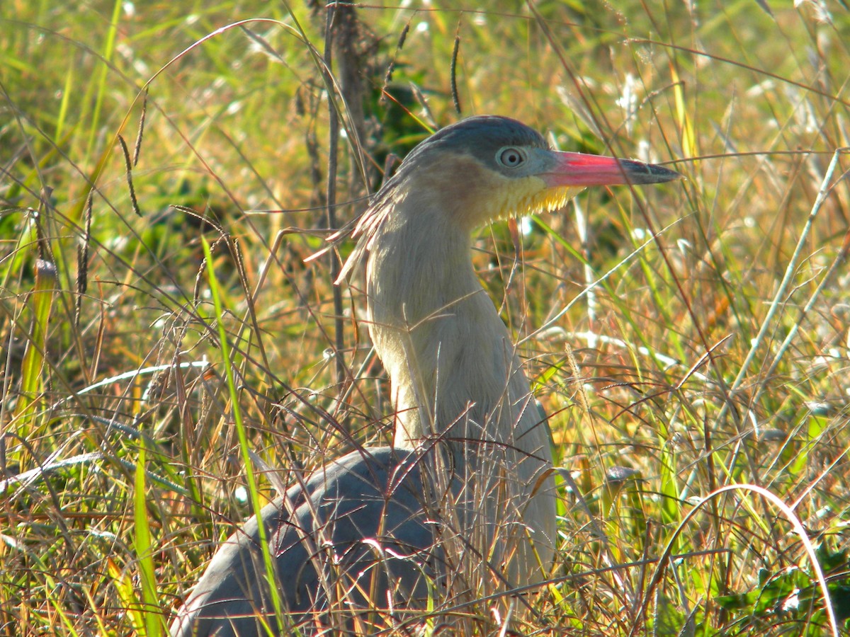 Whistling Heron - ML620008293