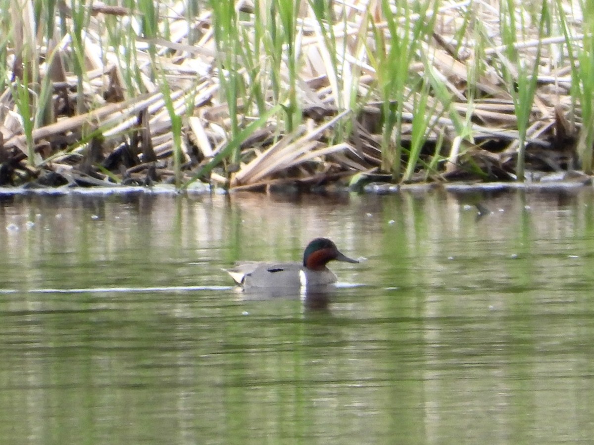 Green-winged Teal - ML620008298