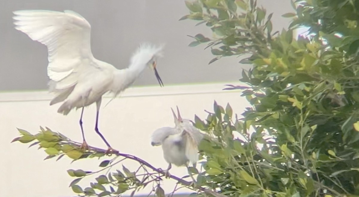 Snowy Egret - ML620008303