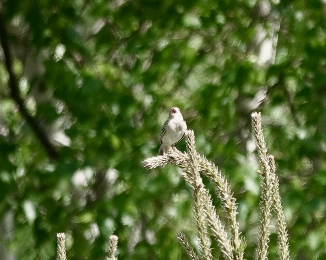 Grasshopper Sparrow - ML620008309