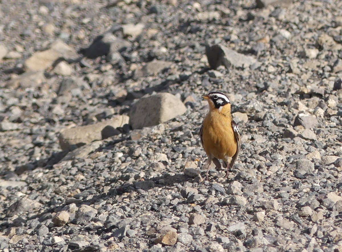 Smith's Longspur - ML620008310