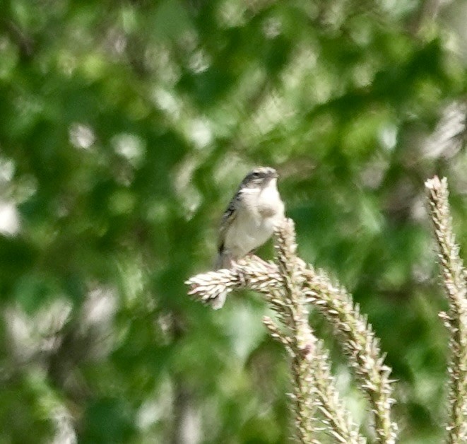 Grasshopper Sparrow - ML620008314