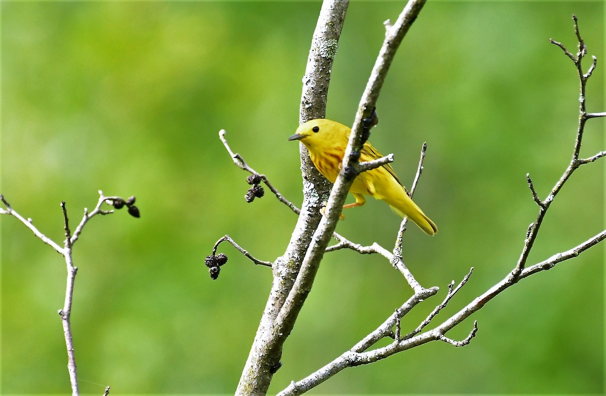 Yellow Warbler - ML620008315