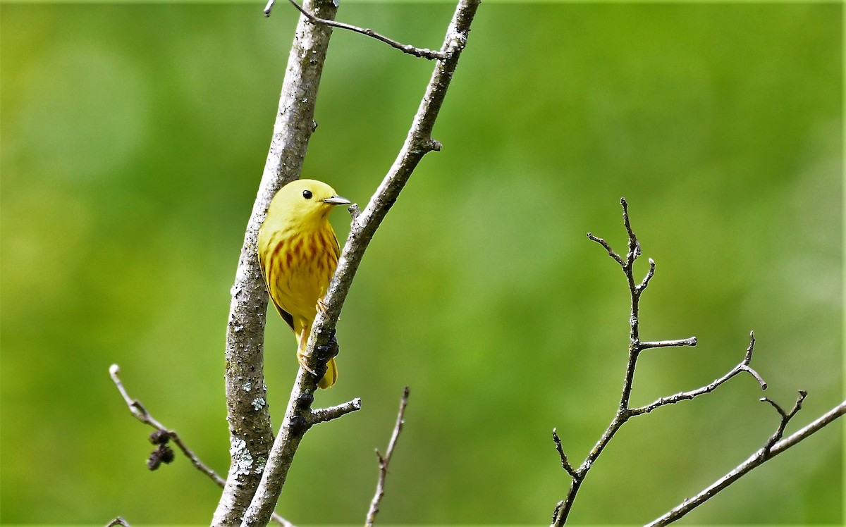 Yellow Warbler - ML620008316