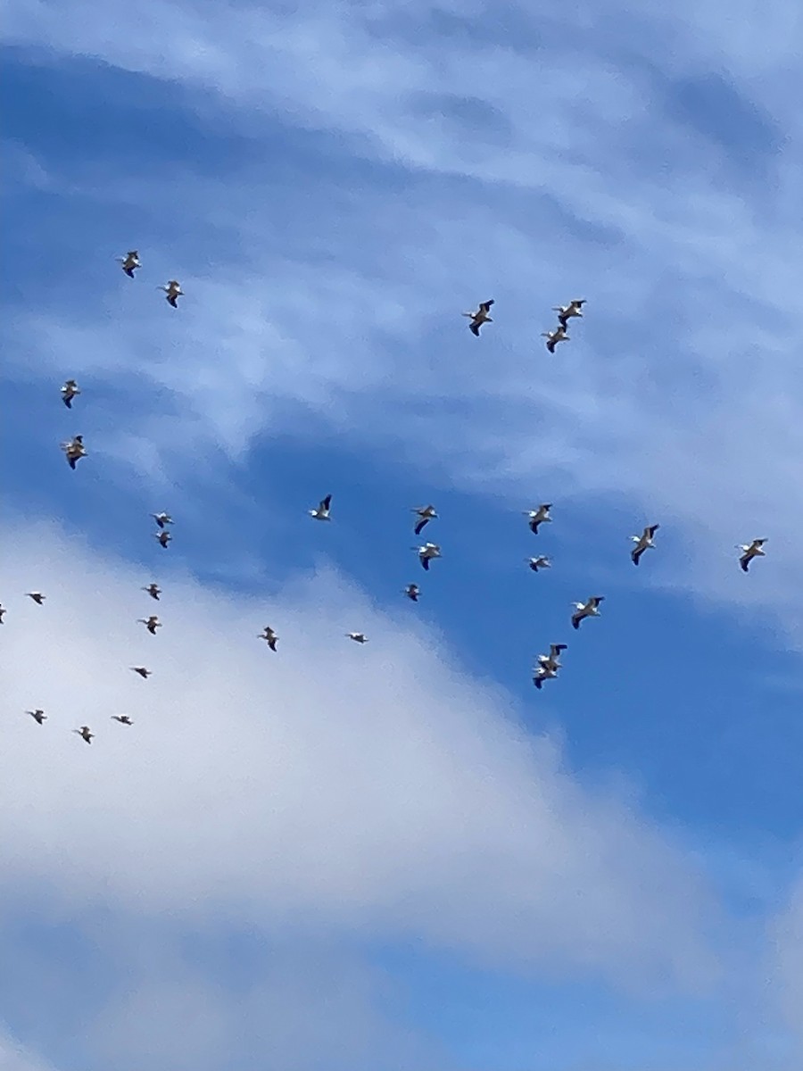 שקנאי אמריקני - ML620008320