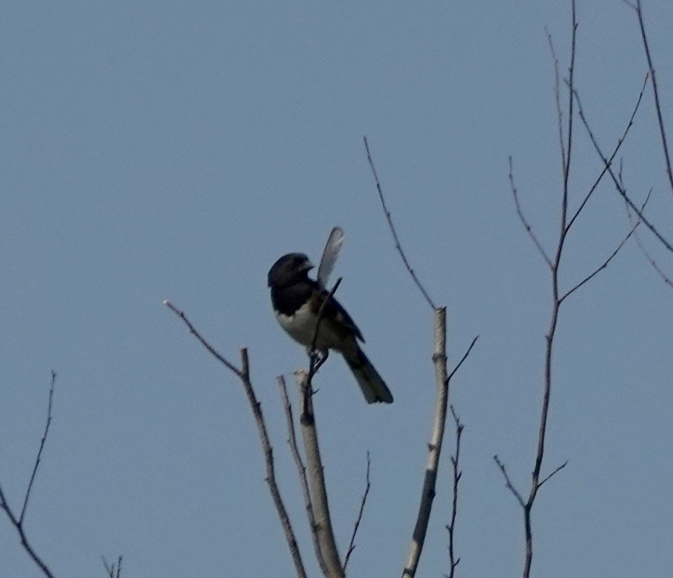 Eastern Towhee - ML620008323