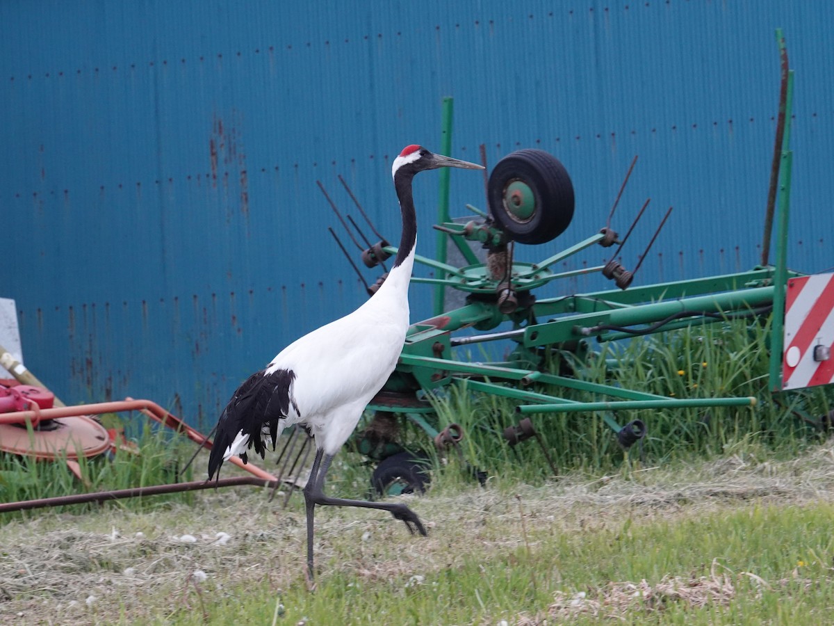 Red-crowned Crane - ML620008324