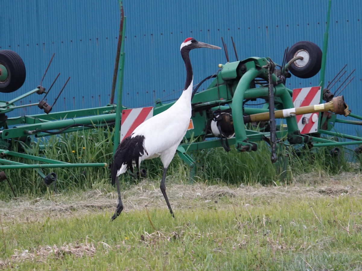 Red-crowned Crane - ML620008325