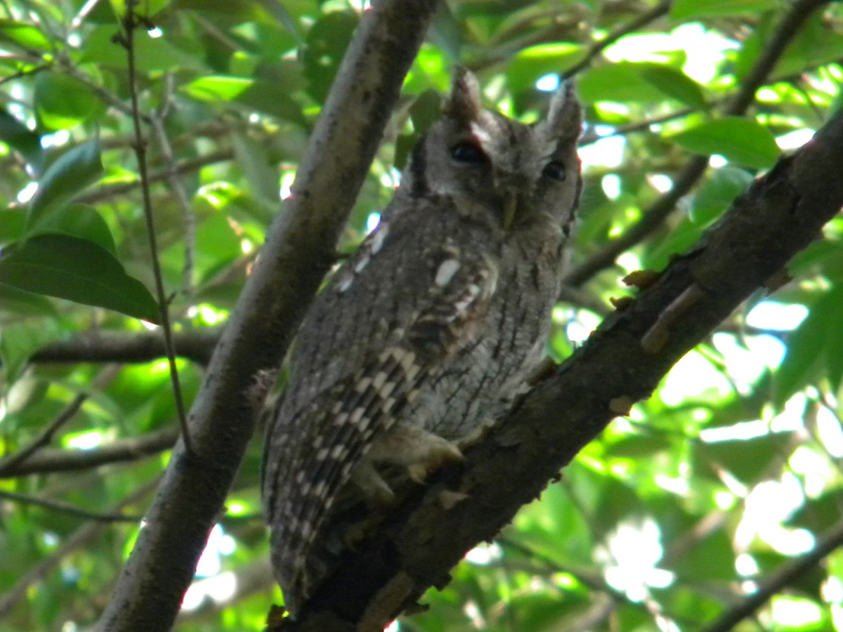 Tropical Screech-Owl - ML620008340