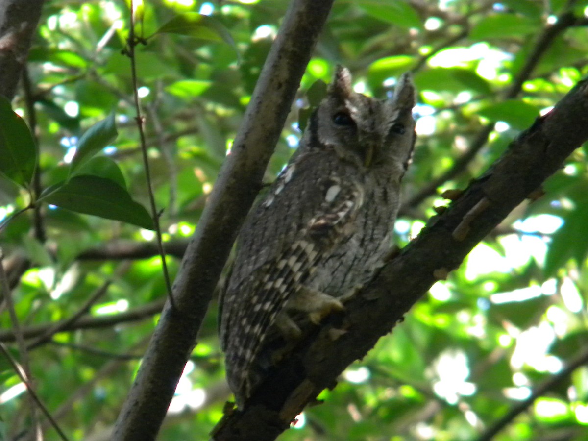 Tropical Screech-Owl - ML620008341