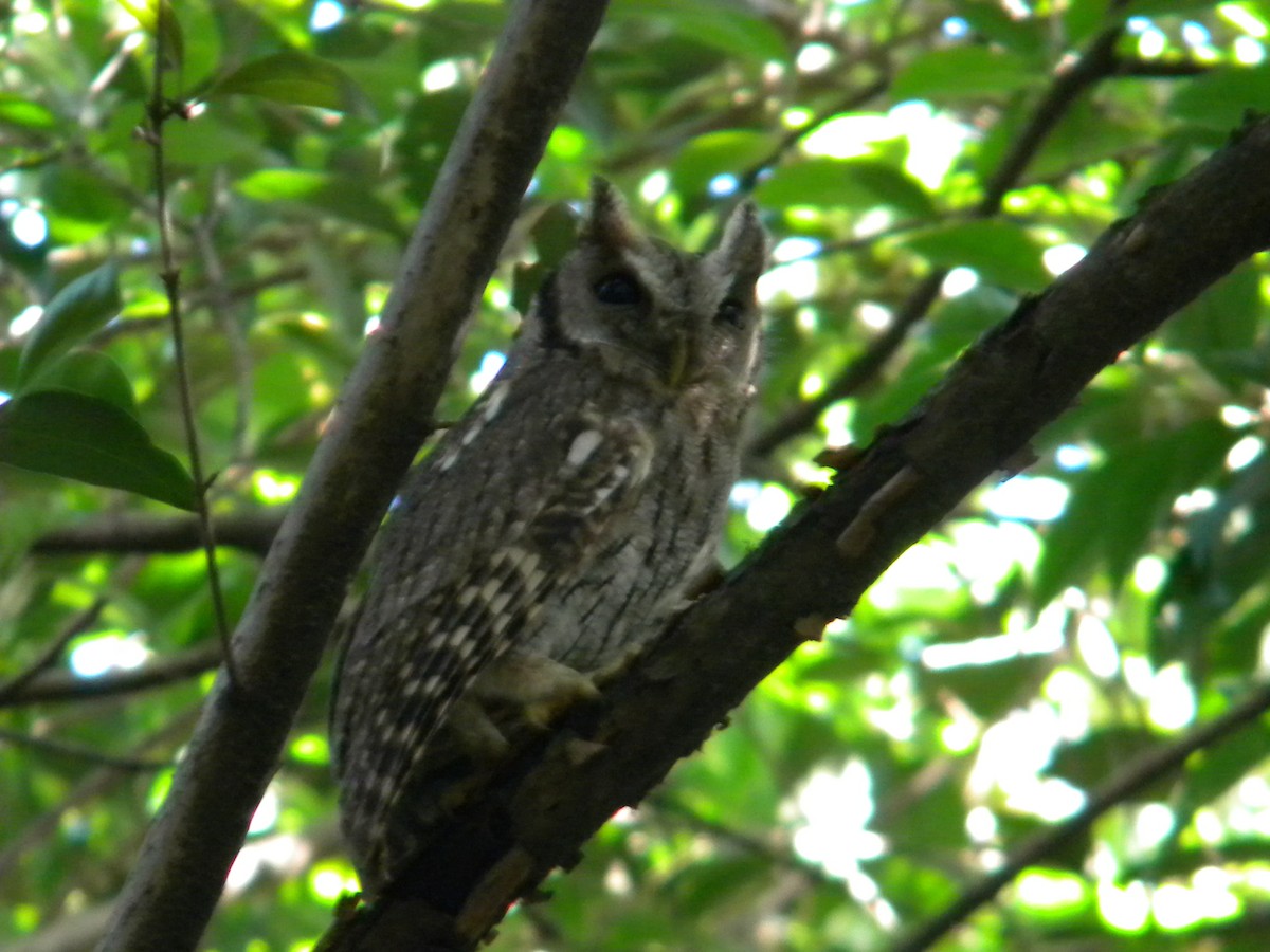 Tropical Screech-Owl - ML620008343