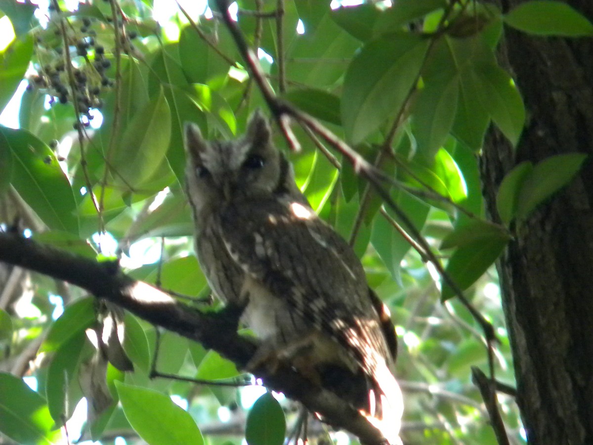 Tropical Screech-Owl - ML620008345